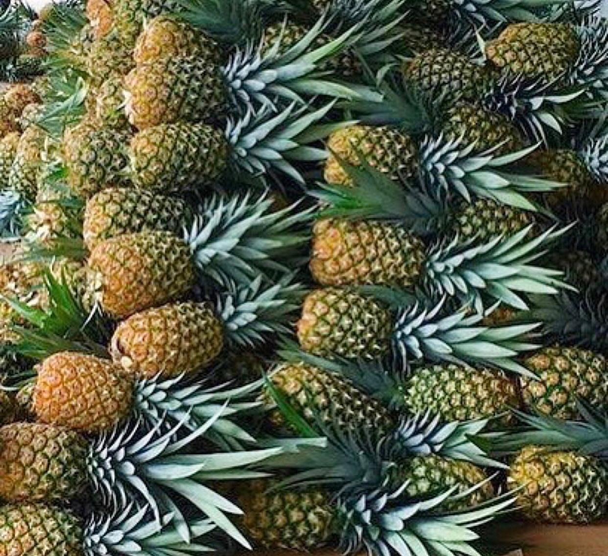 Certified Quality Organic Pineapples suitable for Export